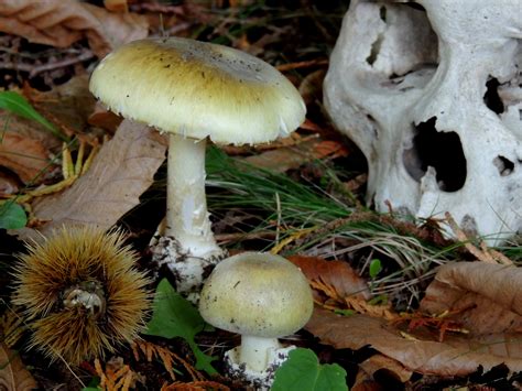 death cap mushroom image